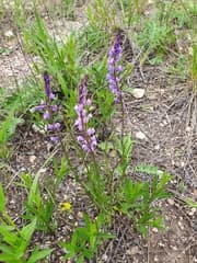 Polygala wolfgangiana (Polygala wolfgangiana)