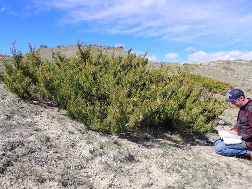 Creeping Juniper (Juniperus horizontalis)