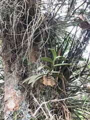Angraecum humblotii (Angraecum micranthum)