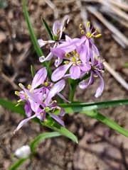 Camptorrhiza glabra (Camptorrhiza)