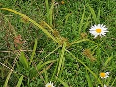 Yellow flatsedge (Cyperus luteus)