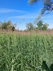 European Feather Grass (Calamagrostis calamagrostis)