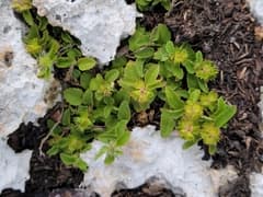 Three-seeded Mercury (Acalypha chamaedrifolia)