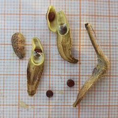 White mustard (Brassica hirta)
