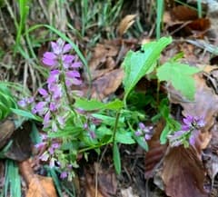 Fringed polygala (Polygala comosa)