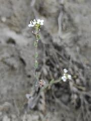 Thellungiella salsuginea (Eutrema salsugineum)
