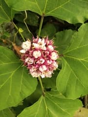 Agricolaea fragrans (Agricolaea fragrans)
