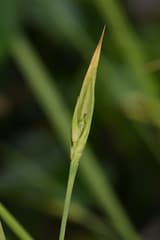 Sedge (Carex)