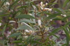 Prickly Wattle (Acacia calyculata)