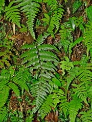 Tree fern (Alsophila acaulis)