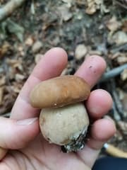 Network bolete (Boletus reticulatus)