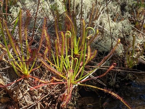 Cape Sundew (Drosera capensis)