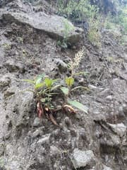 Aconogonon molle (Aconogonon molle)
