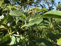 African Cordia (Cordia africana)