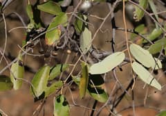 Two-colored Grewia (Grewia bicolor)
