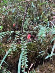 Coral Bell Vine (Agapetes serpens)