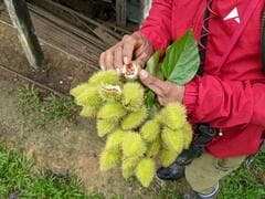 Annatto (Bixa)