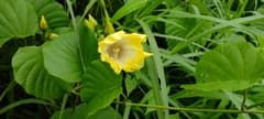Peltate Vine (Decalobanthus peltatus)