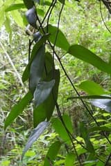 Cissampelos pareira (Abuta)