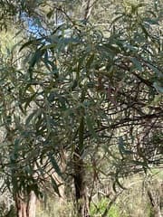 Currajong wattle (Acacia concurrens)
