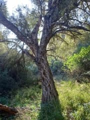 Linociera lebrunii (Linociera lebrunii)
