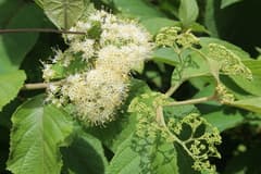 Beautyberry (Callicarpa)