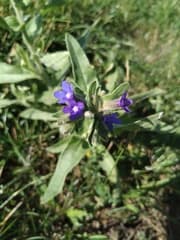 Common Bugloss (Anchusa officinalis)