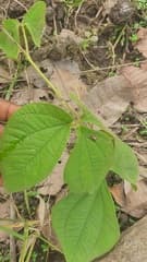Yellow Yam (Dioscorea dumetorum)
