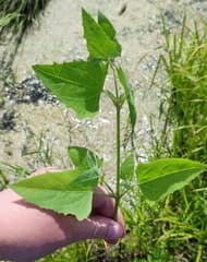 Spear-leaved Orach (Atriplex prostrata)