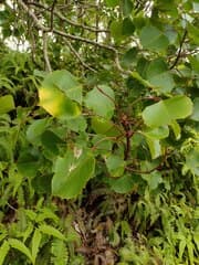 Hawaiian Aralia (Cheirodendron)