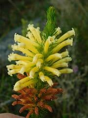 Catchfly (Viscaria)