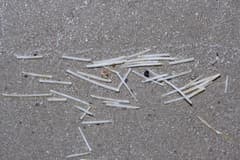 Manatee Grass (Syringodium filiforme)