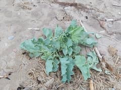 Sea Kale (Crambe)