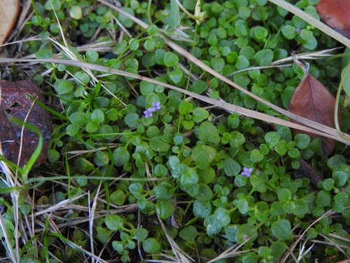 Corsican Mint (Mentha requienii)