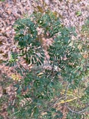 African yew (Cryptosepalum pseudotaxus)