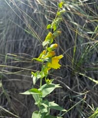 Antirrhinum dalmaticum (Antirrhinum dalmaticum)