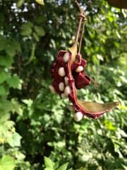 Dog's tail (Cynophalla hastata)