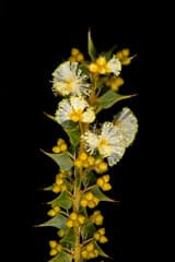 Spear-leaf Wattle (Acacia hastulata)