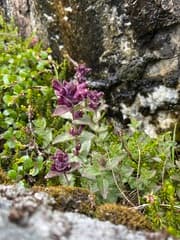 Alpine Bartsia (Bartsia alpina)