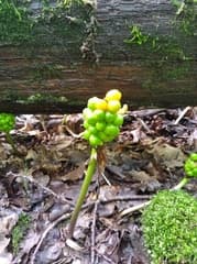 Eastern Arum (Arum orientale)