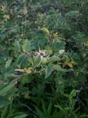 Dog Rose (Rosa corymbifera)