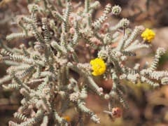 Wattle (Acacia lycopodiifolia)