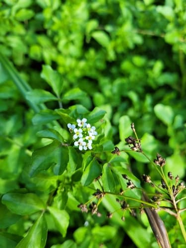 Watercress (Nasturtium officinale)