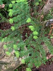 Maries' Fir (Abies mariesii)
