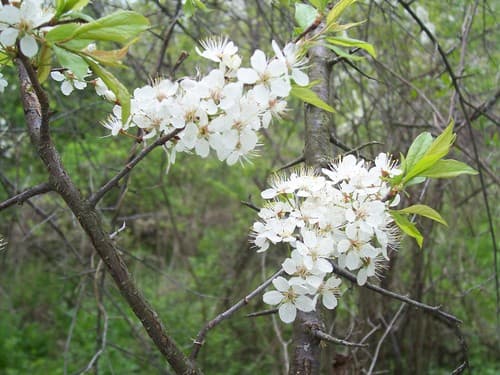 American Plum (Prunus americana)