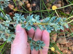 Moir's Wattle (Acacia moirii)