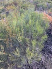 Slender Sheoak (Allocasuarina lehmanniana)