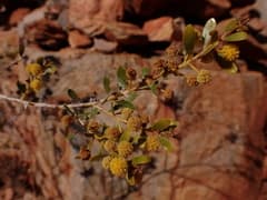 Acacia melleodora (Acacia melleodora)