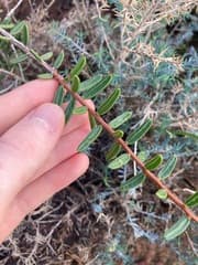 Andrews' Wattle (Acacia andrewsii)
