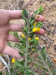 Acacia idiomorpha (Acacia idiomorpha)